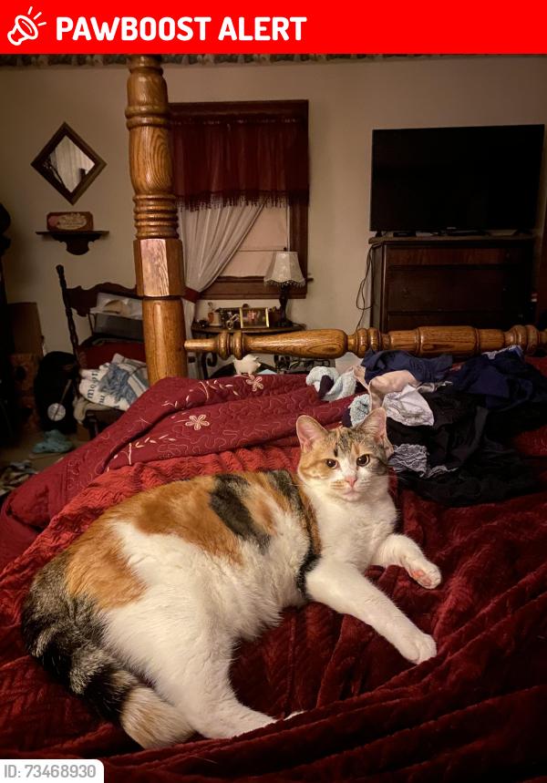 Lost Female Cat last seen Farmer Ln/Old Scale Rd WashingtonPA, Wayne Township, PA 15370
