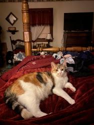 Lost Female Cat last seen Farmer Ln/Old Scale Rd WashingtonPA, Wayne Township, PA 15370