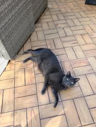Lost Male Cat last seen Near Loblolly Dr Vass, NC 28394, Vass, NC 28394