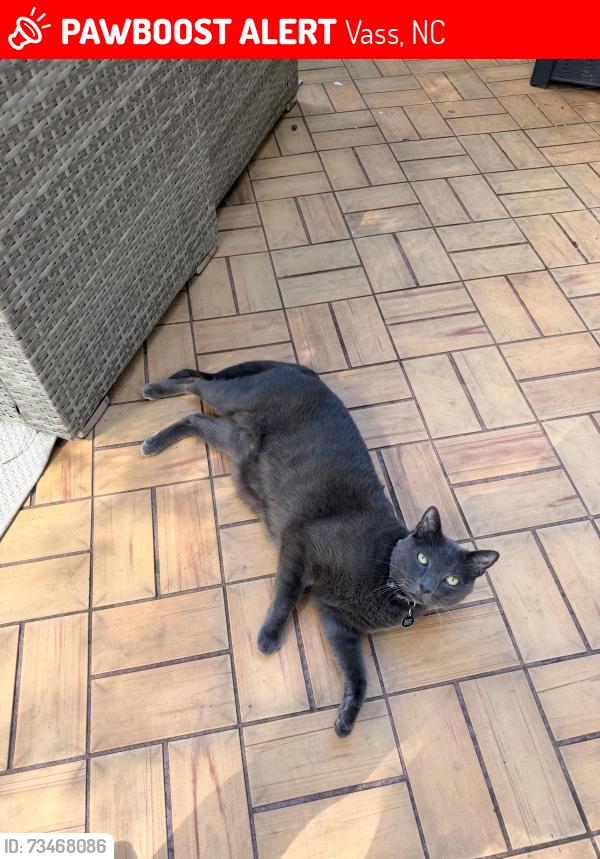 Lost Male Cat last seen Near Loblolly Dr Vass, NC 28394, Vass, NC 28394