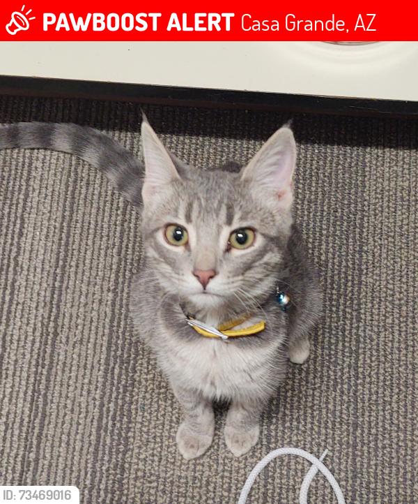 Lost Female Cat last seen Near W Rose Pl, Western Manor, Casa Grande, AZ 85122