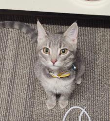 Lost Female Cat last seen Near W Rose Pl, Western Manor, Casa Grande, AZ 85122