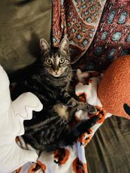 Reunited Female Cat last seen Morning Mist Lane, Simpsonville, SC 29680