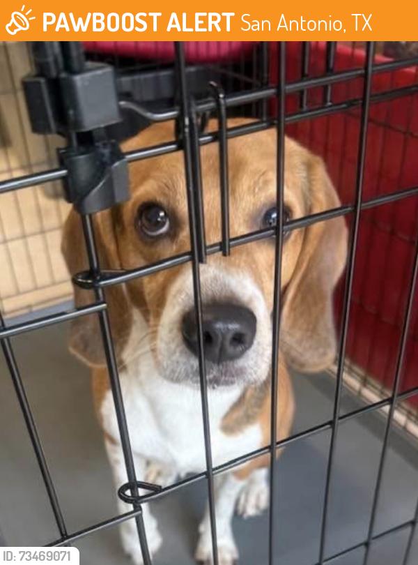 Found/Stray Male Dog last seen Unk, San Antonio, TX 78247