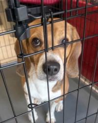 Found/Stray Male Dog last seen Unk, San Antonio, TX 78247