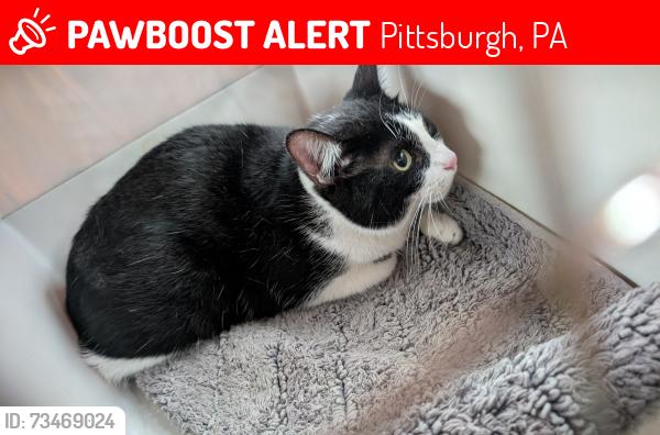 Lost Male Cat last seen Kenilworth st and Jillson ave, Pittsburgh, PA 15226