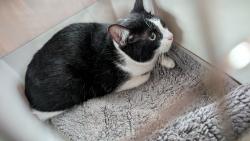 Lost Male Cat last seen Kenilworth st and Jillson ave, Pittsburgh, PA 15226