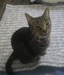 Found/Stray Unknown Cat last seen Copperfield neighborhood, Knoxville, TN 37931