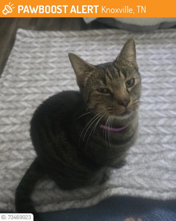 Found/Stray Unknown Cat last seen Copperfield neighborhood, Knoxville, TN 37931