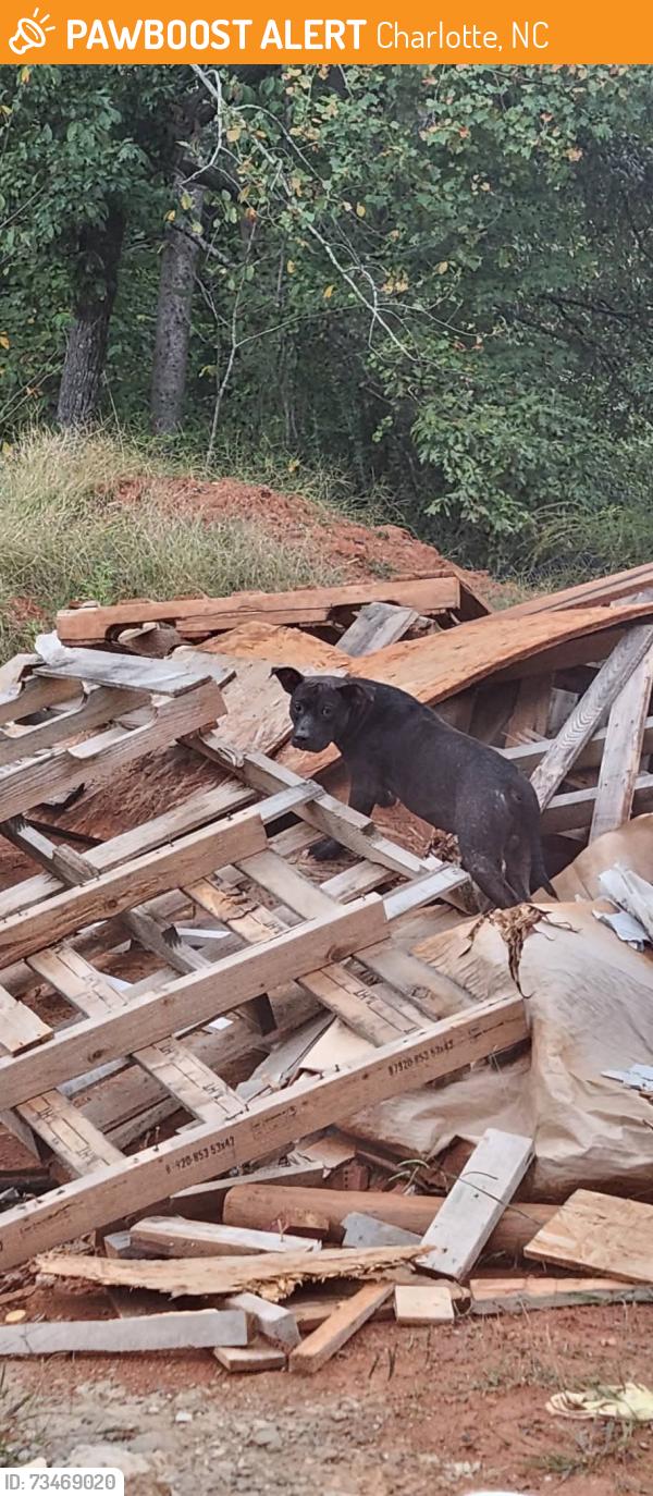 Found/Stray Female Dog last seen Near Beatties Ford Rd, Charlotte, NC 28216, Charlotte, NC 28216