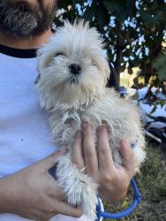 Found/Stray Unknown Dog last seen Bedford Ave and Clarendon Ave, Brooklyn, NY 11226