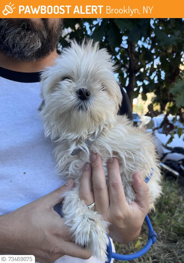 Found/Stray Unknown Dog last seen Bedford Ave and Clarendon Ave, Brooklyn, NY 11226