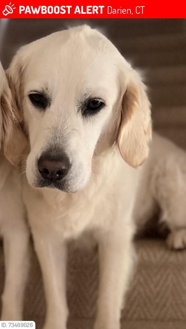 Lost Female Dog last seen Tokeneke School near 6 rainbow circle, Darien, CT 06820
