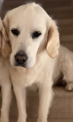 Lost Female Dog last seen Tokeneke School near 6 rainbow circle, Darien, CT 06820