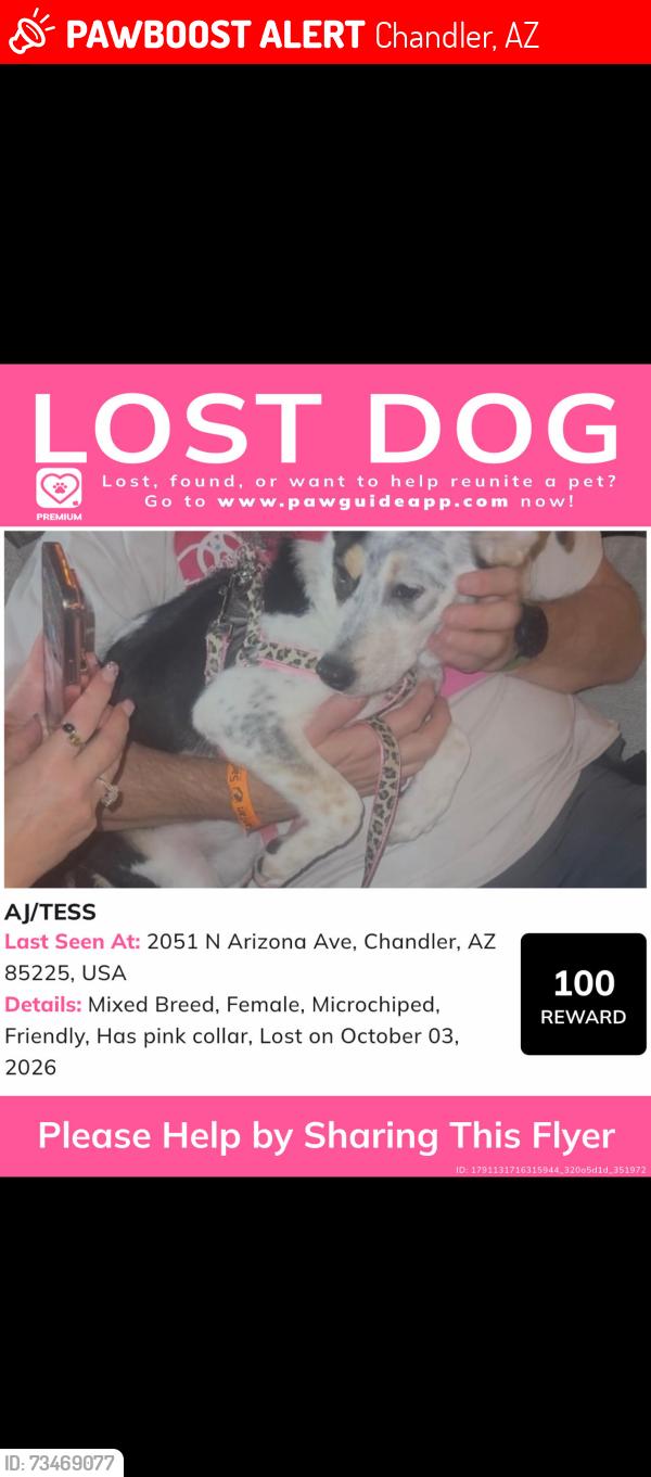 Lost Female Dog last seen arizona avenue, Chandler, AZ 85224