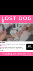 Lost Female Dog last seen arizona avenue, Chandler, AZ 85224