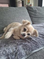 Lost Female Dog last seen Medow way circle, Richmond, TX 77406