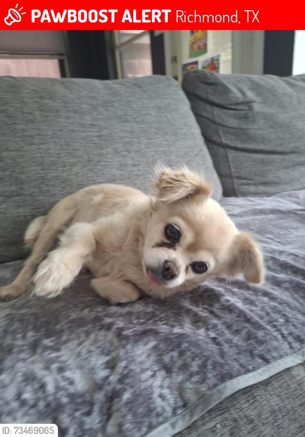 Lost Female Dog last seen Medow way circle, Richmond, TX 77406