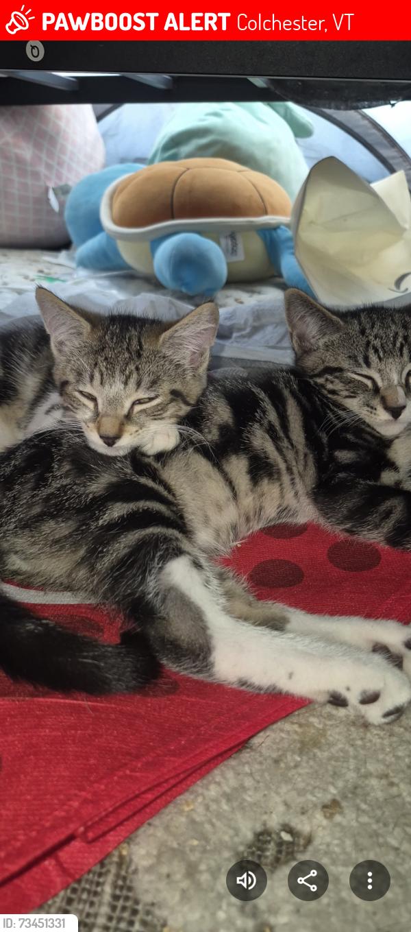 Lost Female Cat last seen McGuilicudies Blakley Rd and Severance Rd. Top of Sunny Hollow in Colchester, Colchester, VT 05446