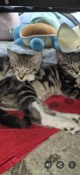 Lost Female Cat last seen McGuilicudies Blakley Rd and Severance Rd. Top of Sunny Hollow in Colchester, Colchester, VT 05446