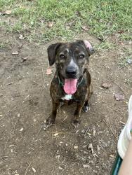 Reunited Female Dog last seen Callier Springs near Dean, Rome, GA 30161