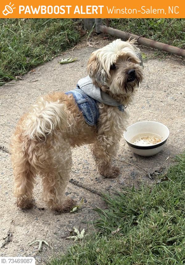 Found/Stray Male Dog last seen Prince Ibraham School, Winston-Salem, NC 27105