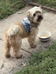 Found/Stray Male Dog last seen Prince Ibraham School, Winston-Salem, NC 27105