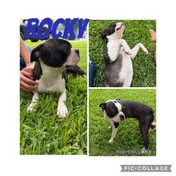 Lost Male Dog last seen Greene ave and gambrell st, Fort Worth, TX 76133