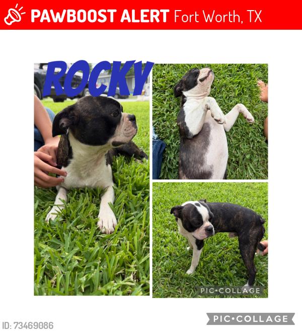 Lost Male Dog last seen Greene ave and gambrell st, Fort Worth, TX 76133