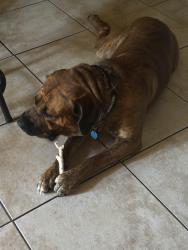 Lost Male Dog last seen Scott st and tinker diagonal, Del City, OK 73115