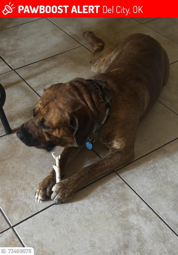 Lost Male Dog last seen Scott st and tinker diagonal, Del City, OK 73115