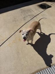 Reunited Male Dog last seen Country Club Rd Near Family Dollar, Garland, TX 75040