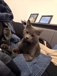Found/Stray Male Cat last seen Near Elyson Falls Dr, Katy, TX 77449, Katy, TX 77449