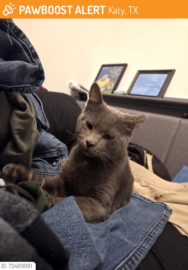 Found/Stray Male Cat last seen Near Elyson Falls Dr, Katy, TX 77449, Katy, TX 77449