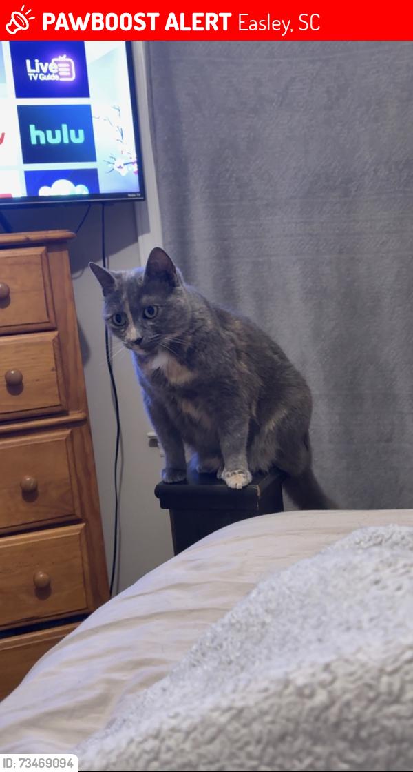 Lost Female Cat last seen Easley fire department station 3, Easley, SC 29642