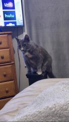Lost Female Cat last seen Easley fire department station 3, Easley, SC 29642
