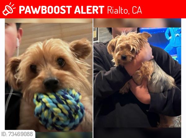 Lost Female Dog last seen E Jackson St & N Acadia Ave, Rialto, CA 92376