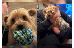 Lost Female Dog last seen E Jackson St & N Acadia Ave, Rialto, CA 92376
