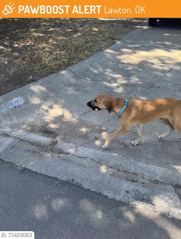 Found/Stray Male Dog last seen NW Terrace Hills Blvd, Lawton, OK 73505