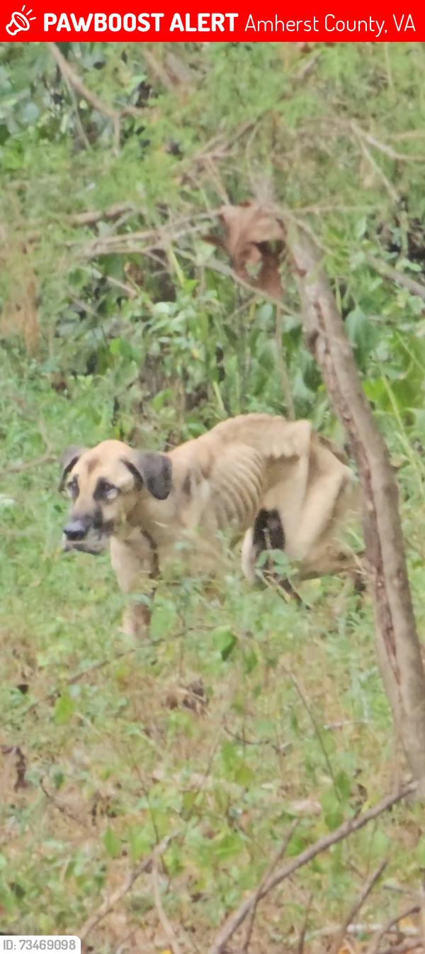 Lost Male Dog last seen Winton Rd & Campbells Mill Rd, Amherst County, VA 24521