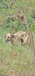 Lost Male Dog last seen Winton Rd & Campbells Mill Rd, Amherst County, VA 24521