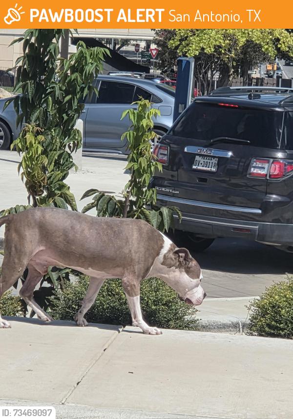 Found/Stray Unknown Dog last seen Bluemel near Pizza Hut, San Antonio, TX 78240