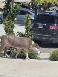 Found/Stray Unknown Dog last seen Bluemel near Pizza Hut, San Antonio, TX 78240