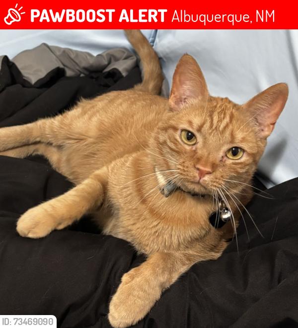 Lost Male Cat last seen Arroyo Vista Blvd & Ladera, Albuquerque, NM 87120