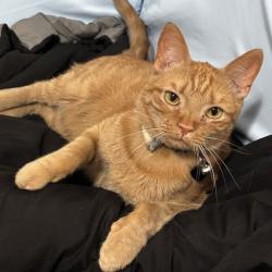 Lost Male Cat last seen Arroyo Vista Blvd & Ladera, Albuquerque, NM 87120