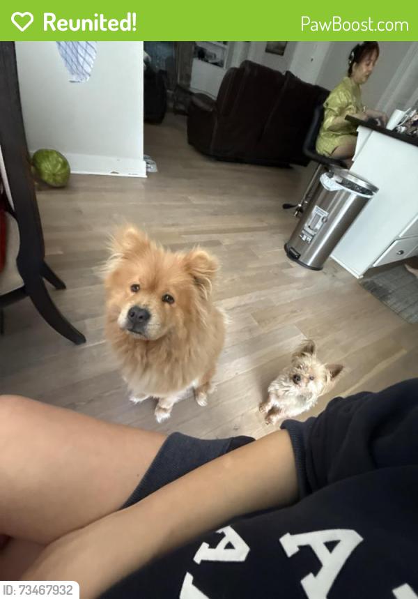 Reunited Female Dog last seen Corner Dr, Smyrna, TN 37167