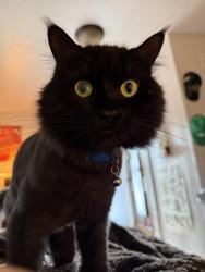 Lost Male Cat last seen (29th Street) near 27th and Vine, Lincoln, NE, Lincoln, NE 68503