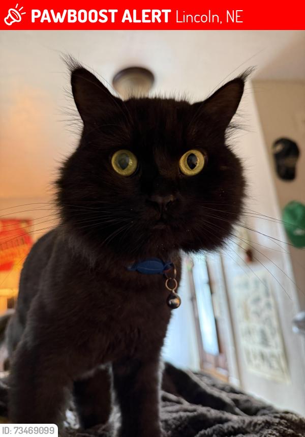 Lost Male Cat last seen (29th Street) near 27th and Vine, Lincoln, NE, Lincoln, NE 68503