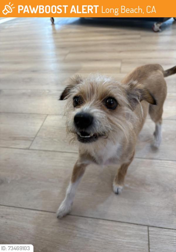 Found/Stray Male Dog last seen 37th & Atlantic by Bake n Broil, Long Beach, CA 90807