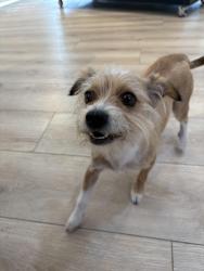 Found/Stray Male Dog last seen 37th & Atlantic by Bake n Broil, Long Beach, CA 90807